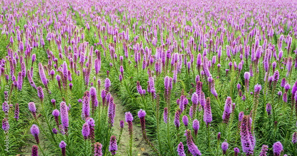 Naklejka premium Purple flowering Liatris spicata plants in rows