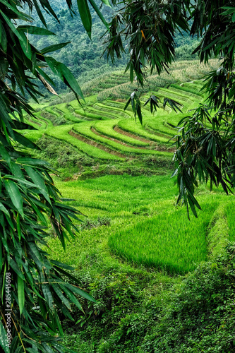 Rice fields on terraced in Sapa, Vietnam. Rice fields prepare the harvest at Northwest Vietnam.