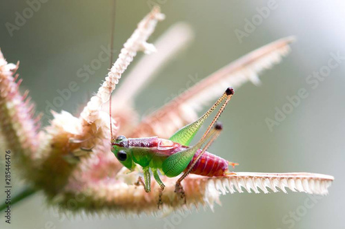 Tiny grasshopper after the rain in dry forest © Ananda