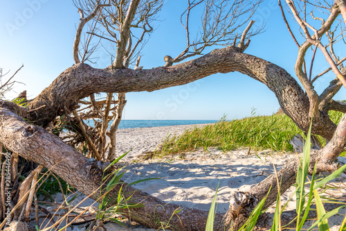 Pine forest on the German Baltic coast with dunes  and sand