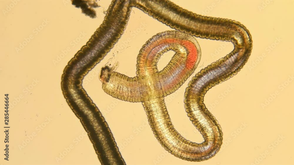 Black Sea plankton and zooplankton under a microscope, marine roundworm, species not identified, possibly nematode Black Sea plankton and zooplankton under a microscope, marine roundworm, species not identified, possibly nematode