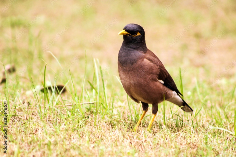 Obraz premium bird on grass