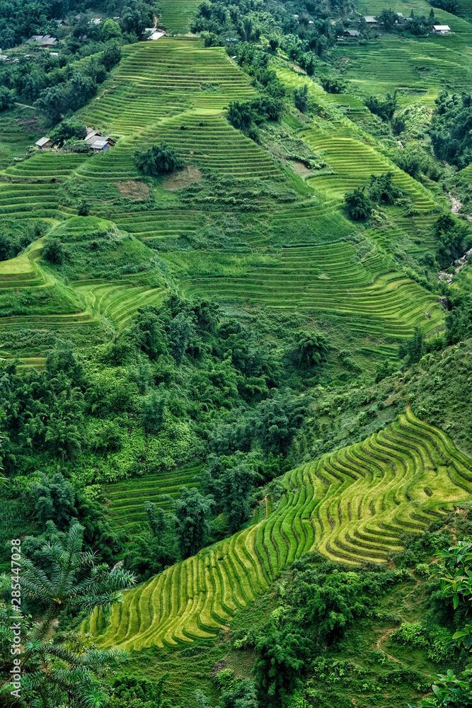 Rice fields on terraced in Sapa, Vietnam. Rice fields prepare the harvest at Northwest Vietnam.