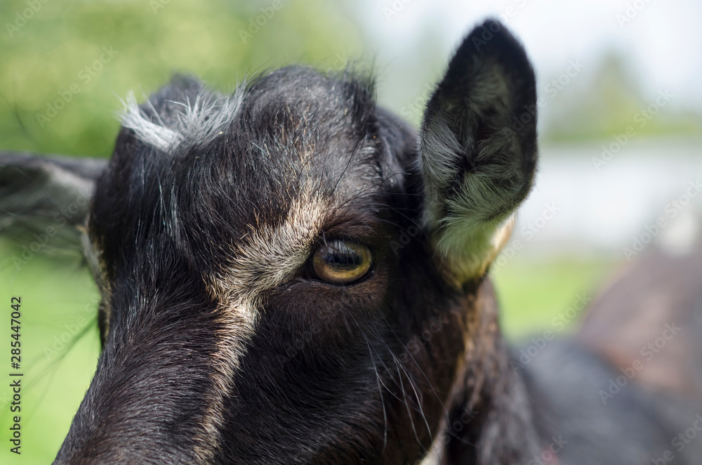 portrait of a black goat. eye close up. portrait of a black goat. eye close up.