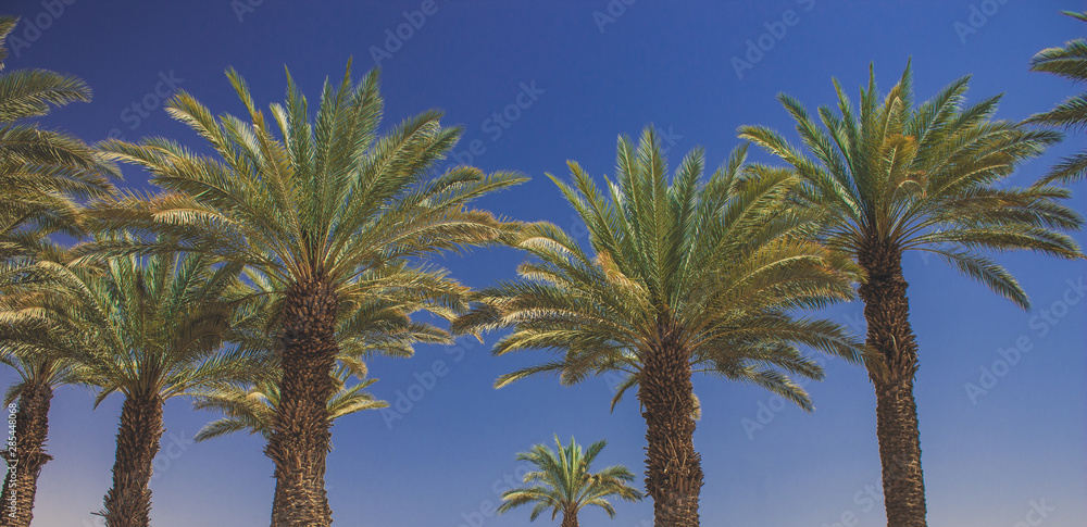 Instagram toning style travel photography of palm alley on blue sky background tropic south scenic landscape natural view 