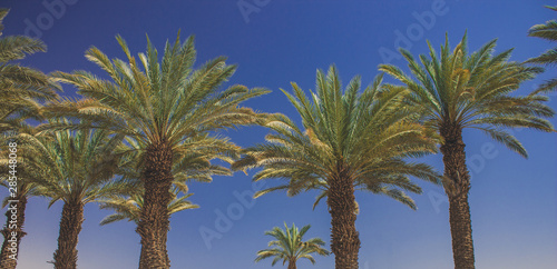 Instagram toning style travel photography of palm alley on blue sky background tropic south scenic landscape natural view 