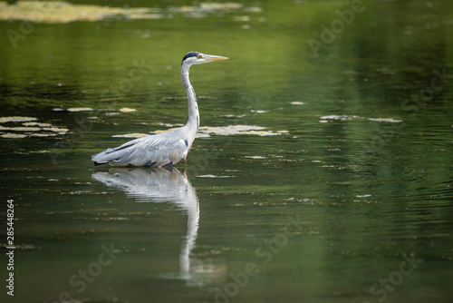 Stunning Grey Heron Ardea Cinerea hunting food whilst wading in river during hot Summer