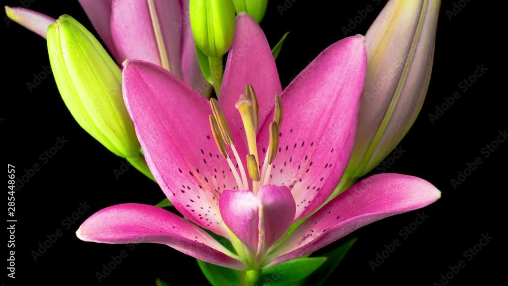 Time Lapse of Beautiful Pink Lily Flower Blossoms. Black Background. 4K. Time Lapse of Beautiful Pink Lily Flower Blossoms. Black Background. 4K.