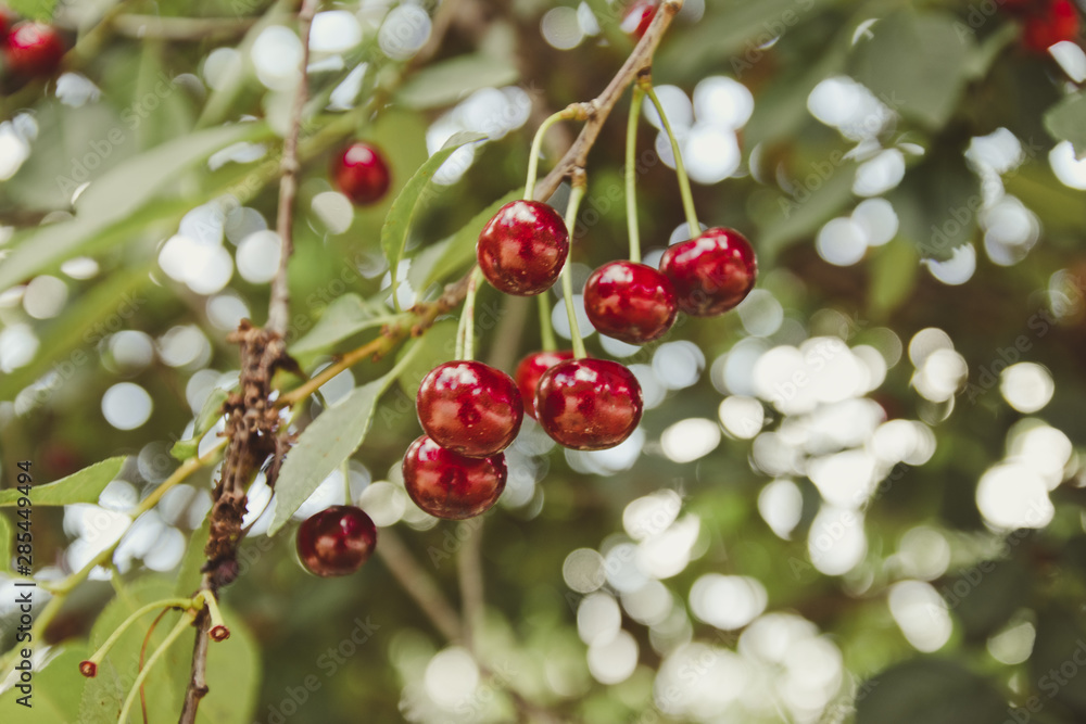 Cherry tree in the garden with ripe fruits on the branch. Summer healthy fruits Cherry tree in the garden with ripe fruits on the branch. Summer healthy fruits