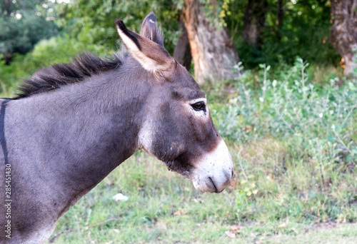 Donkey on the field of grass  © Bojan