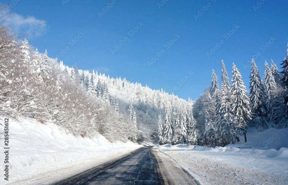 Obraz premium a road through the snow-covered trees