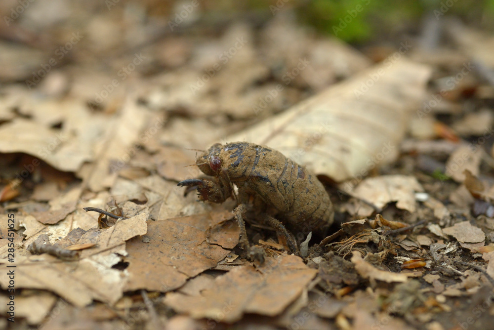 Obraz premium セミの幼虫