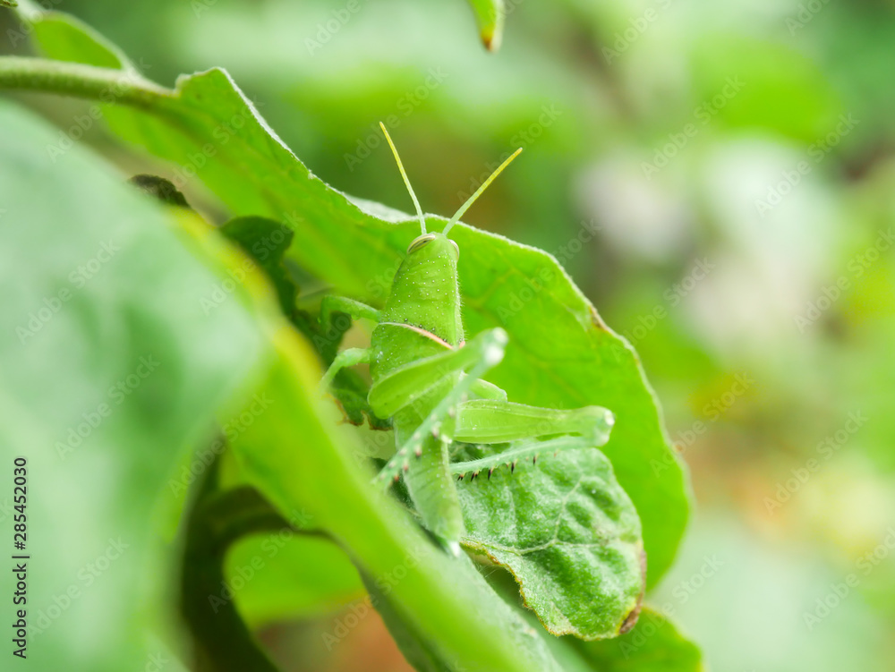 Grasshopper eating the farmer's crops Environmental concept Grasshopper eating the farmer's crops Environmental concept