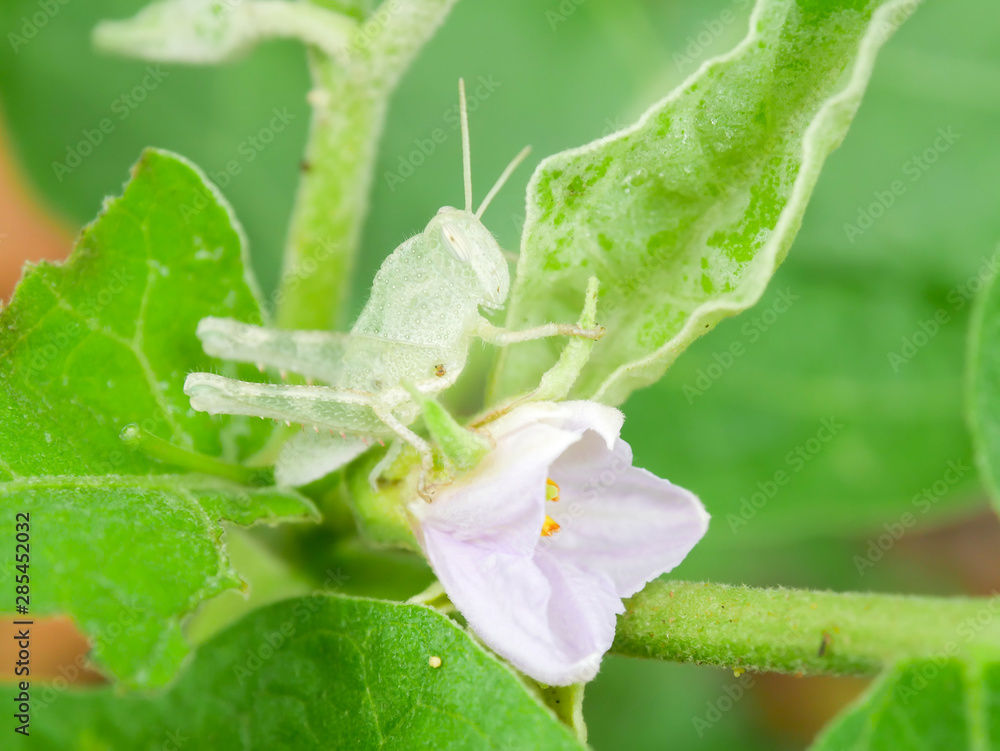 Grasshopper eating the farmer's crops Environmental concept Grasshopper eating the farmer's crops Environmental concept