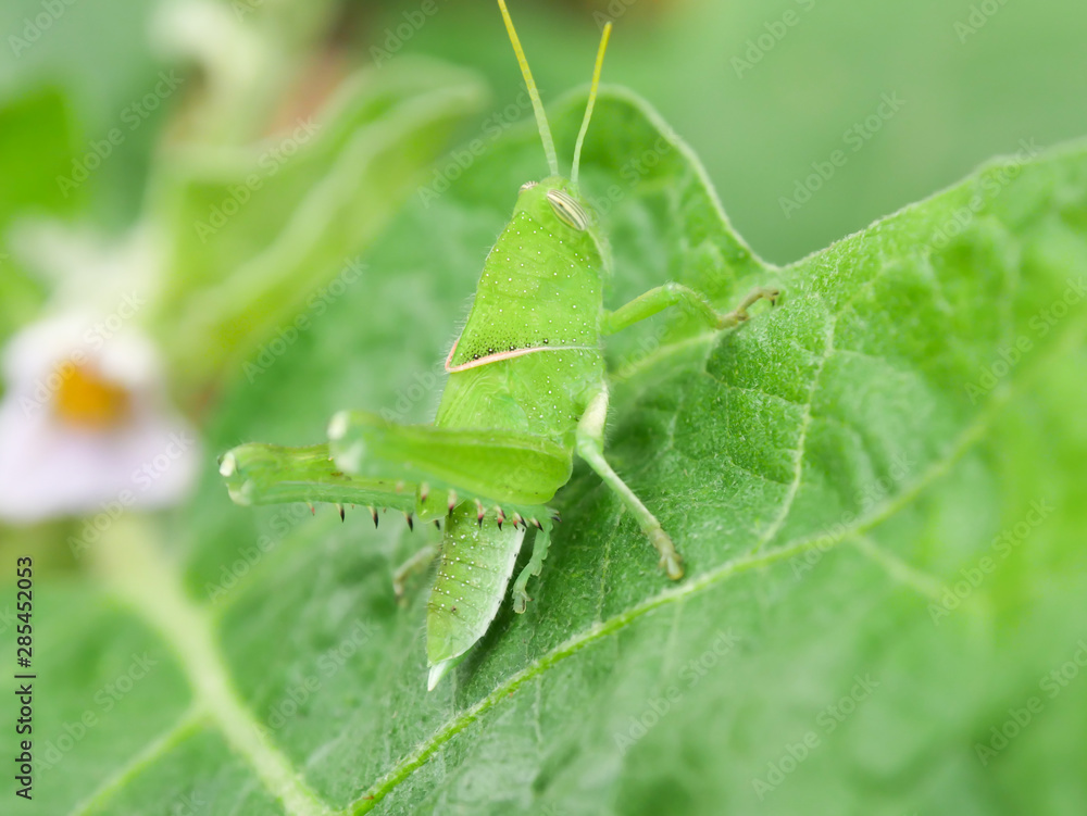 Grasshopper eating the farmer's crops Environmental concept Grasshopper eating the farmer's crops Environmental concept