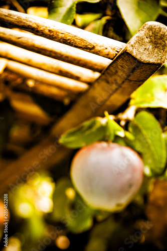 Detailaufnahmen aus unserem Garten