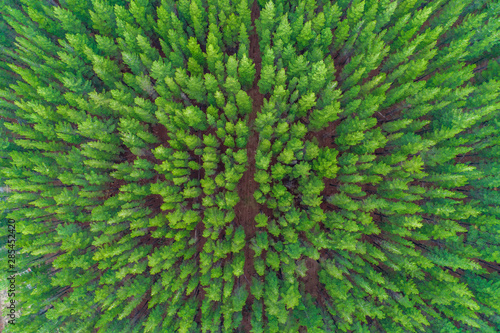 Top down aerial view of rows of pine tree tops