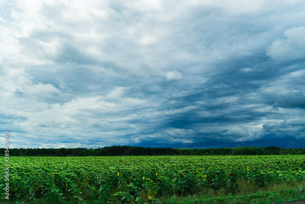 green field with skyline and dark stormy sky green field with skyline and dark stormy sky