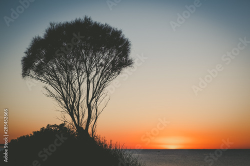 Sunset over ocean with coastline vegetation silhouette and copy space
