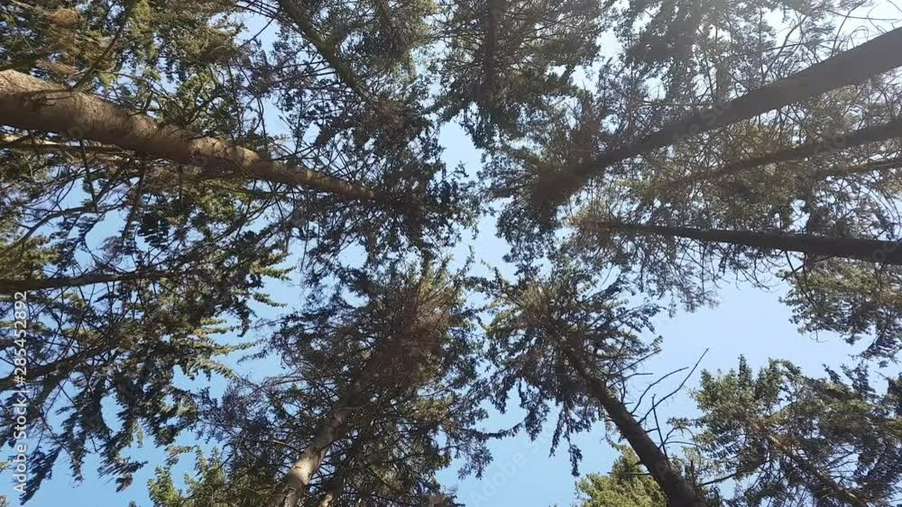 view to treetops in forest. looking up to treetops with sunrays. view to treetops in forest. looking up to treetops with sunrays.