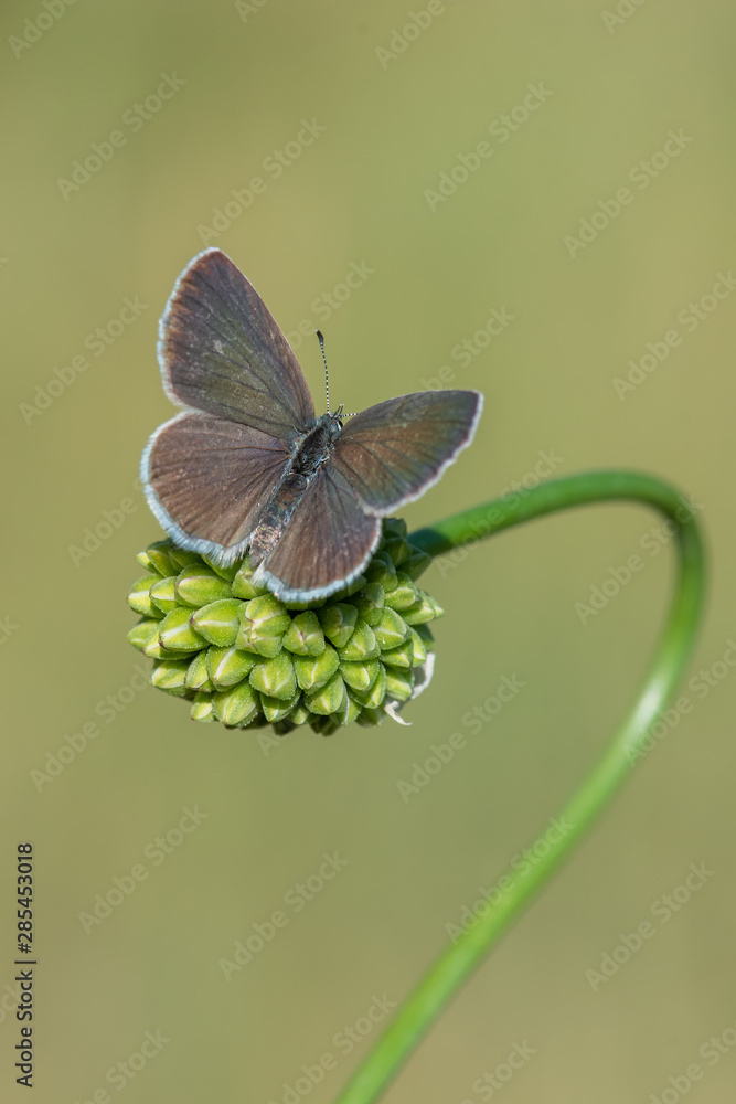 Obraz premium butterfly on flower