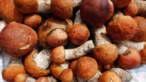 boletus mushrooms in the autumn in the woods