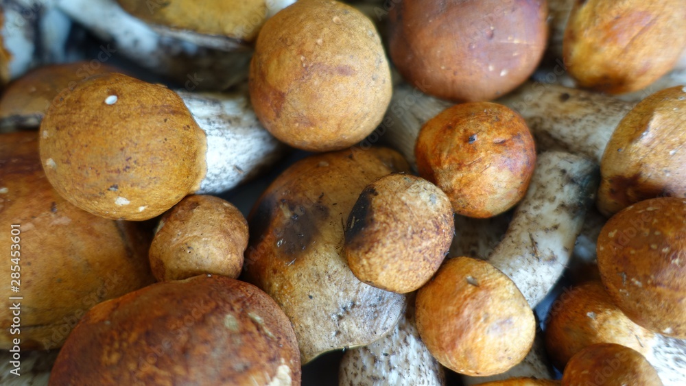boletus mushrooms in the autumn in the woods boletus mushrooms in the autumn in the woods