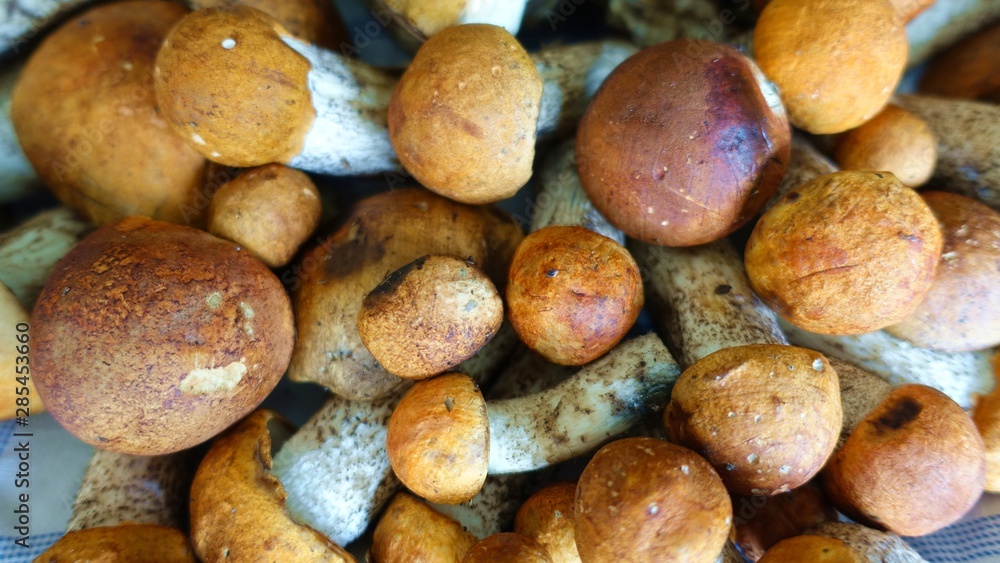 boletus mushrooms in the autumn in the woods boletus mushrooms in the autumn in the woods
