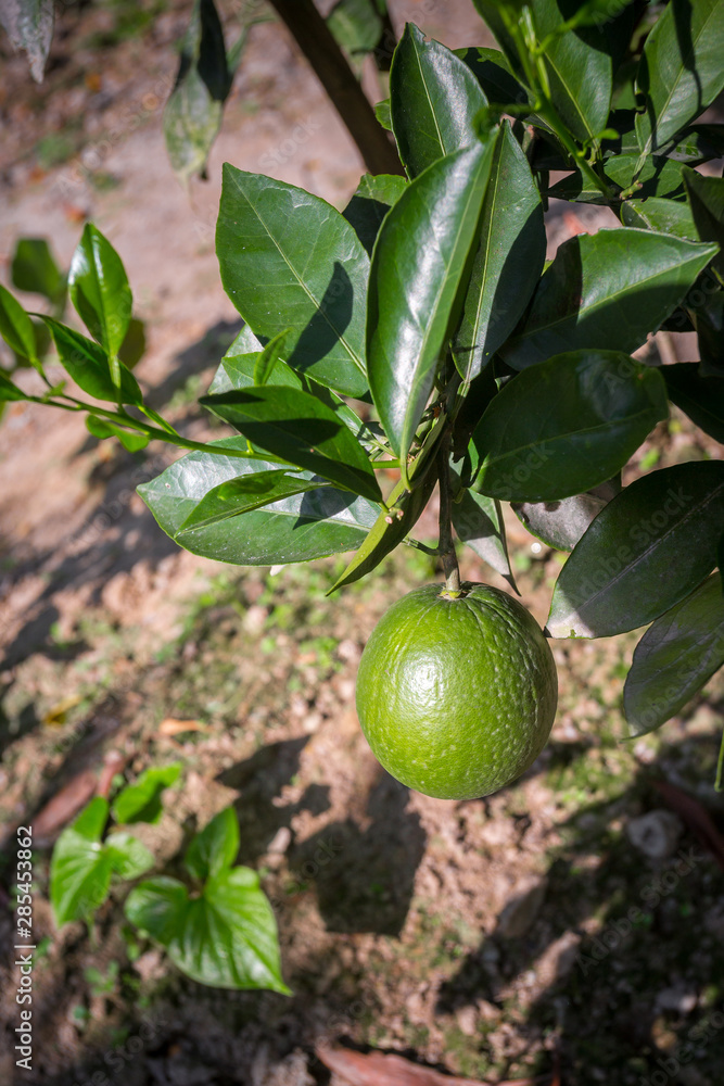 Green Malta(Citrus), Bare-1 Sweet Malta Fruit hanging on tree in Bangladesh.