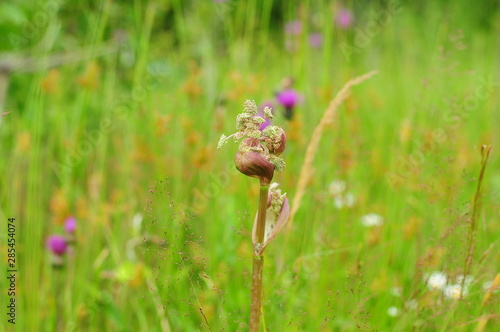 The wild Angelica grows from a seed Bud, field landscape