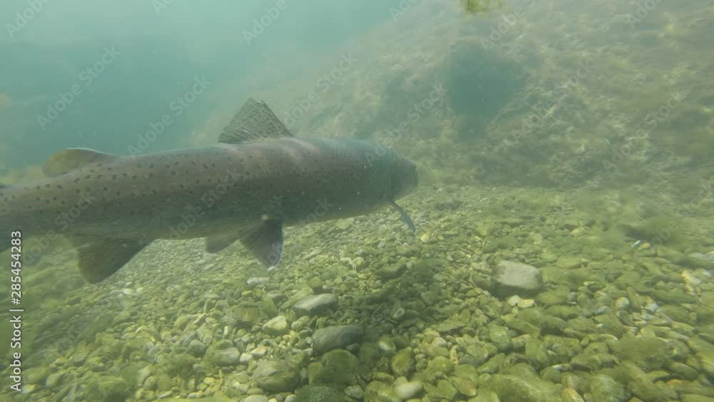 custom made wallpaper toronto digitalFreshwater fish Common huchen (Hucho hucho) in the beautiful clean river. Underwater footage with nice bacground and natural light. Wild life animal. Swimming predator fish in the river habitat.