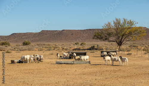 Sheep in an arid paddock on a farm in the Great Karoo region of South Africa image in landscape format with copy space