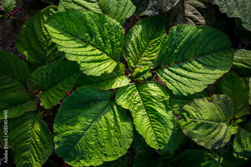 Natural Green leaf background