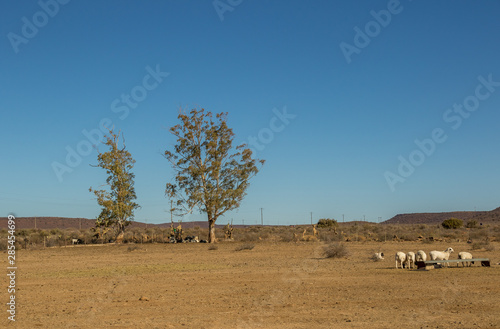 Sheep in an arid paddock on a farm in the Great Karoo region of South Africa image in landscape format with copy space