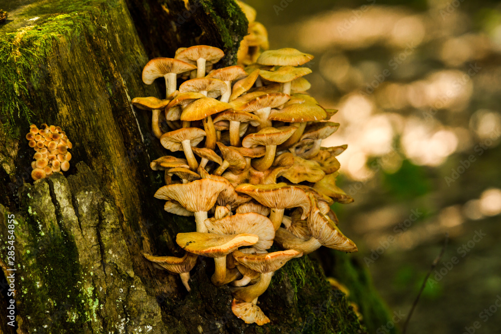 Mushrooms in old wood in the forest Mushrooms in old wood in the forest