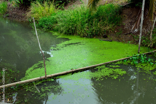 Fototapeta Naklejka Na Ścianę i Meble -  Duckweed as well as food & agricultural values, duck weeds is used for wastewater treatment to capture toxins & odor control, duckweed is maintained during harvesting for removal of toxins captured