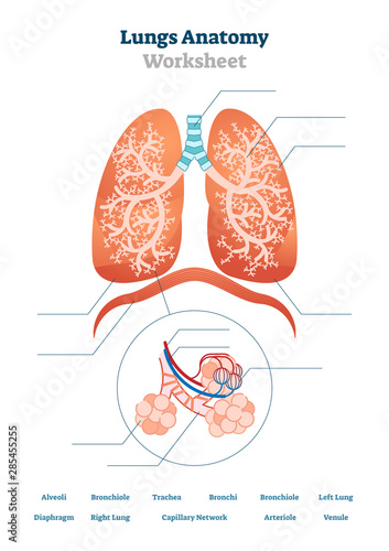 Lungs worksheet vector illustration. Respiratory template education scheme