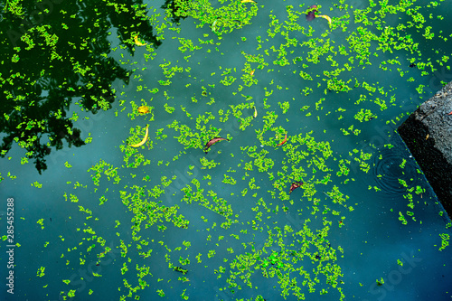 Obraz na plátne Duckweed as well as food & agricultural values, duck weeds is used for wastewate