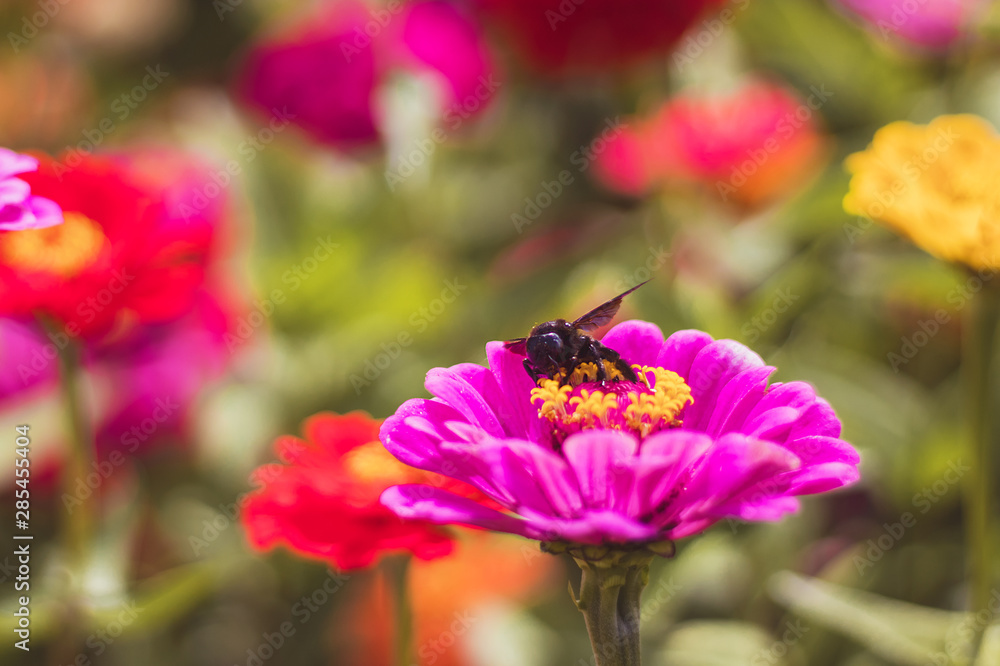 Carpenter bee on Zinnia flower, in the garden with red and pink flowers, close-up view, blurred background Carpenter bee on Zinnia flower, in the garden with red and pink flowers, close-up view, blurred background