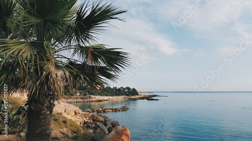 View of the beach and sea in the morning in Cyprus  Greece with a palm tree in the foreground