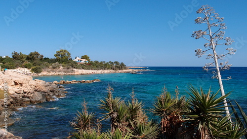 View of a small bay washed by the sea  sandy beach with cacti and a picturesque twig in the foreground