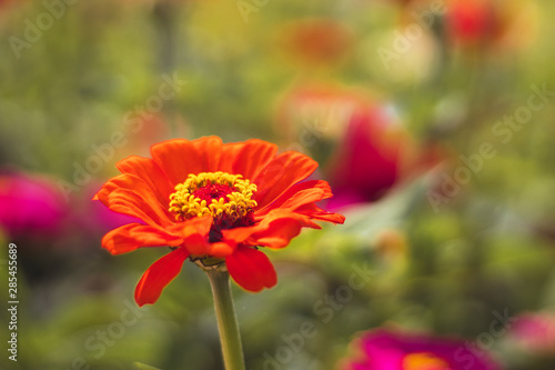Red Zinnia flower, in the garden with red and pink flowers, close-up view, blurred background