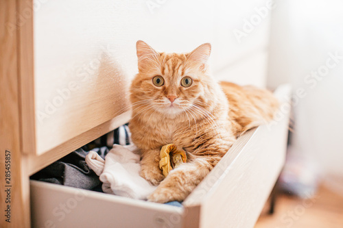 A red beautuful cat lies in a chest of drawers on clothes at home and looks at the camera photo