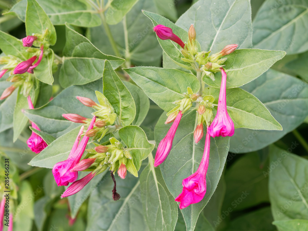 Obraz premium (Mirabilis jalapa) Belle-de-nuit ou merveille du Pérou aux fleurs tubulaires roses
