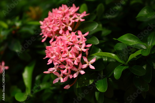 Pink beauty on sunny day