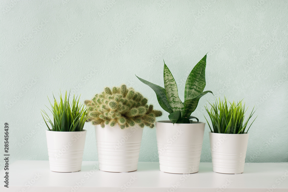 Succulents in white diy concrete pot. Scandinavian room interior decoration Succulents in white diy concrete pot. Scandinavian room interior decoration
