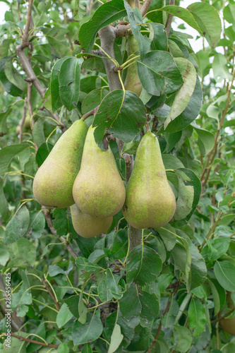 August! The time of year. Pears hang on the pear tree, ready to be picked