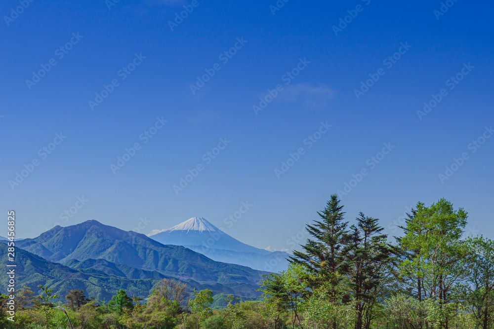 新緑の木立と富士山