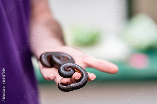 Giant African millipede, Archispirostreptus gigas on hand photo