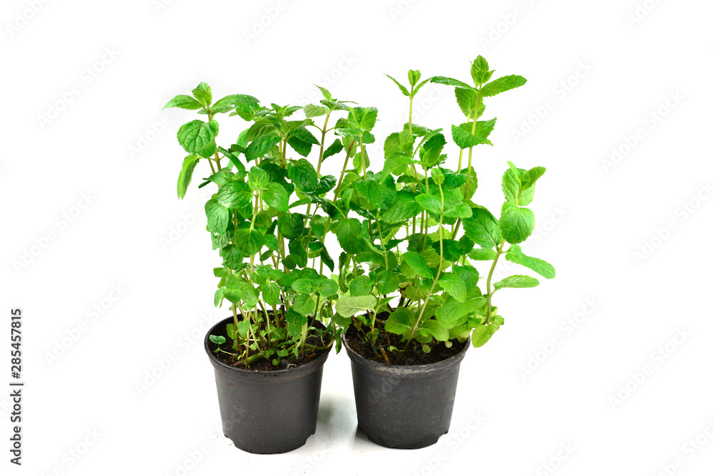 Fresh mint in a pot isolated on white background. Fresh mint in a pot isolated on white background.